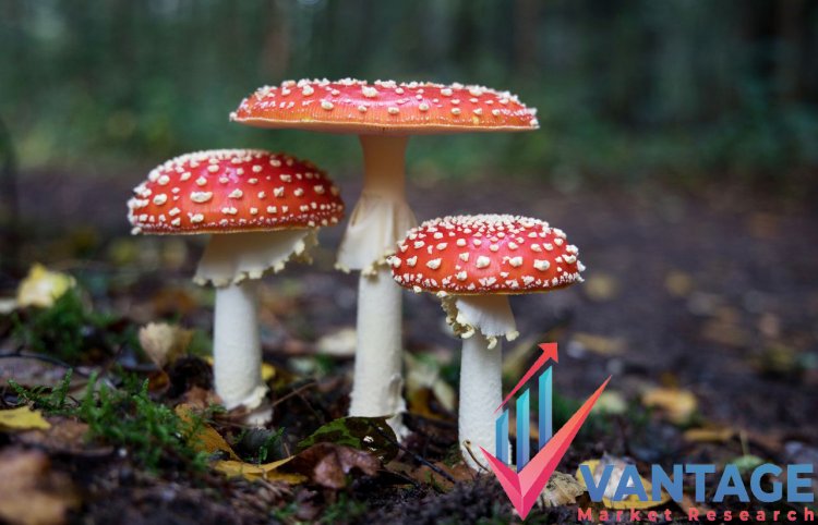 Top Companies in Mushroom Market | Major Players Past and Future data, Market size and share by Vantage market research