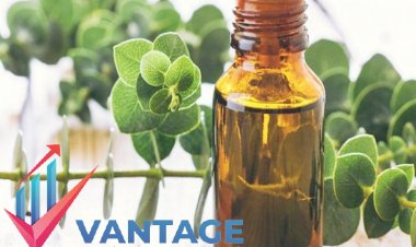 Top Companies in Trait Enhanced Oils Market | Market Top Key Players Company Size & Share, Growth analysis, Sales Volume, | Vantage Market Research