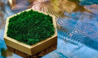 Die Marktgröße für kommerzielle Meeresalgen soll bis 2028 10.8 Milliarden US-Dollar bei einer CAGR von 2.1 % erreichen