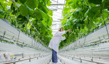 Top Companies in Vertical Farming Market by Size, Share, Historical and Future Data & CAGR | Report by Vantage Market Research