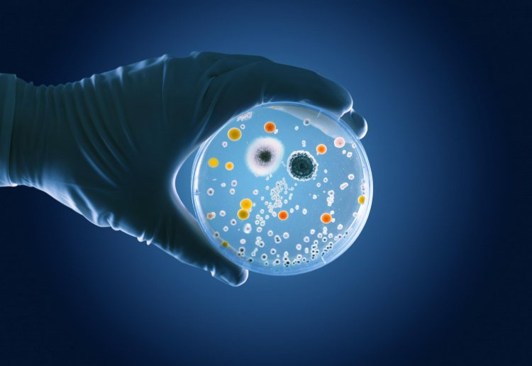 Global Stem Cell Therapy Market Size to Reach $831.9 Million at a CAGR of 17.2% by 2030