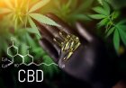 Le marché mondial des nutraceutiques à base de CBD devrait atteindre 28,2 milliards de dollars à un TCAC de 18,9 % d'ici 2030