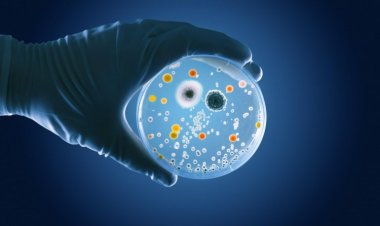 글로벌 줄기세포 치료 시장 규모는 2030년까지 연평균 성장률 17.2%로 8억 3,190만 달러에 도달할 것으로 예상