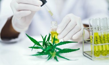 Der globale Markt für synthetische Cannabinoide soll bis 2030 ein Volumen von 6,7 Milliarden US-Dollar erreichen und eine durchschnittliche jährliche Wachstumsrate von 21,9 % aufweisen