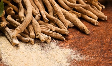 Ashwagandha Extracts Market Outlook by Application: Size and Growth Trends till 2032