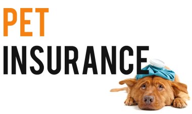 Pet Insurance Market 2024 - Top Regions, Latest Technology, Investment Opportunities, Future Trends and Outlook 2032
