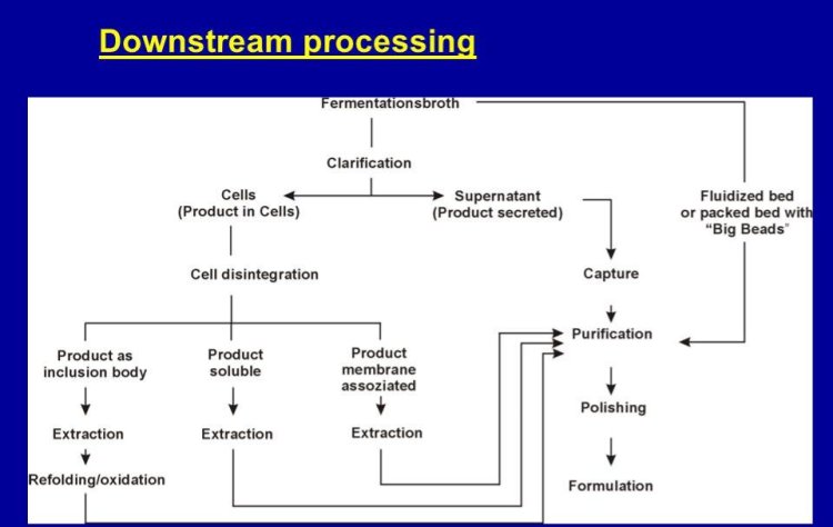 Downstream Processing Market Size, Analytical Overview, Growth Factors, Demand and Trends Forecast to 2032