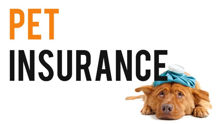 Pet Insurance Market 2024 - Top Regions, Latest Technology, Investment Opportunities, Future Trends and Outlook 2032