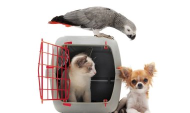 Exploring Opportunities in the Pet Air Transport Service Market: Latest Trends, Technological Advancement, Driving Factors, and Forecast until 2032 | Pet Travel, Pet Movers, Pet-Express