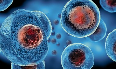 Cell Therapy Technologies Market Outlook by Application: Size and Growth Trends till 2032