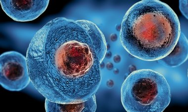 Cell Therapy Market Size, Analytical Overview, Growth Factors, Demand and Trends Forecast to 2032: Pharmicell Co. Ltd, Corestem Inc., Chiesi Farmaceutici SpA, Tegoscience