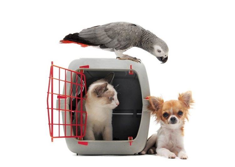 Exploring Opportunities in the Pet Air Transport Service Market: Latest Trends, Technological Advancement, Driving Factors, and Forecast until 2032 | Pet Travel, Pet Movers, Pet-Express