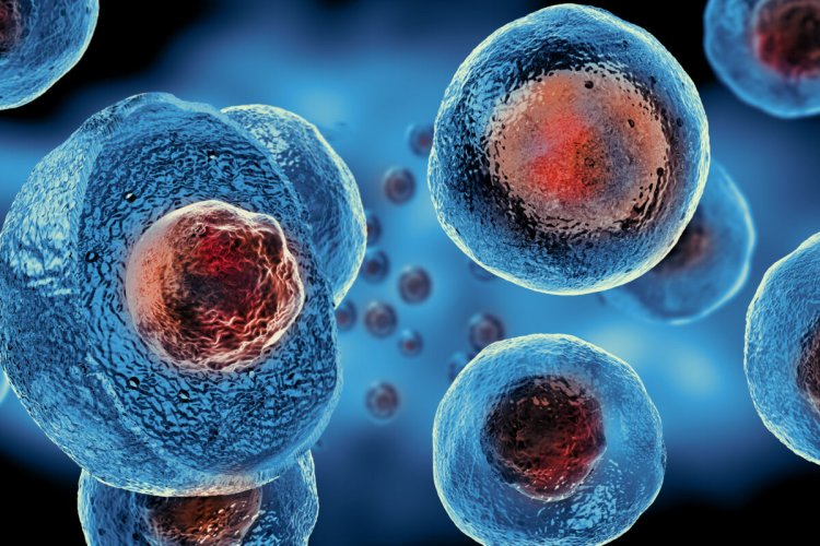 Cell Therapy Technologies Market Outlook by Application: Size and Growth Trends till 2032