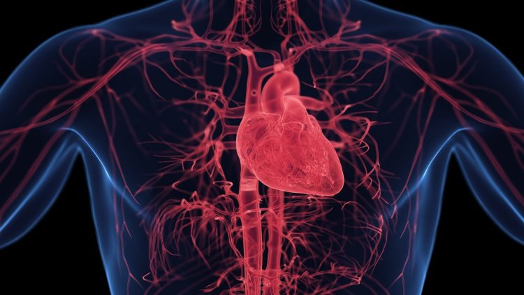 Hypertrophic Cardiomyopathy (HCM) Treatment: Emerging Therapies and Market Trends in 2025