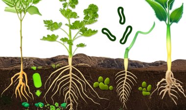 Biofertilizers Market Analysis 2025: Growth, Trends, and Future Opportunities