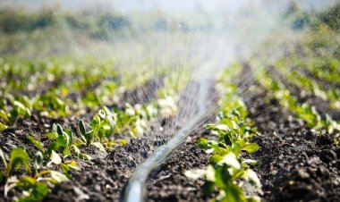 Micro Irrigation Systems Market: Trends, Types, Regional Insights & Future Innovations (2025-2035)