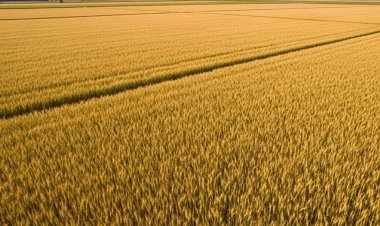 中国は夏小麦の豊作に向けて順調に進み、食料安全保障を強化